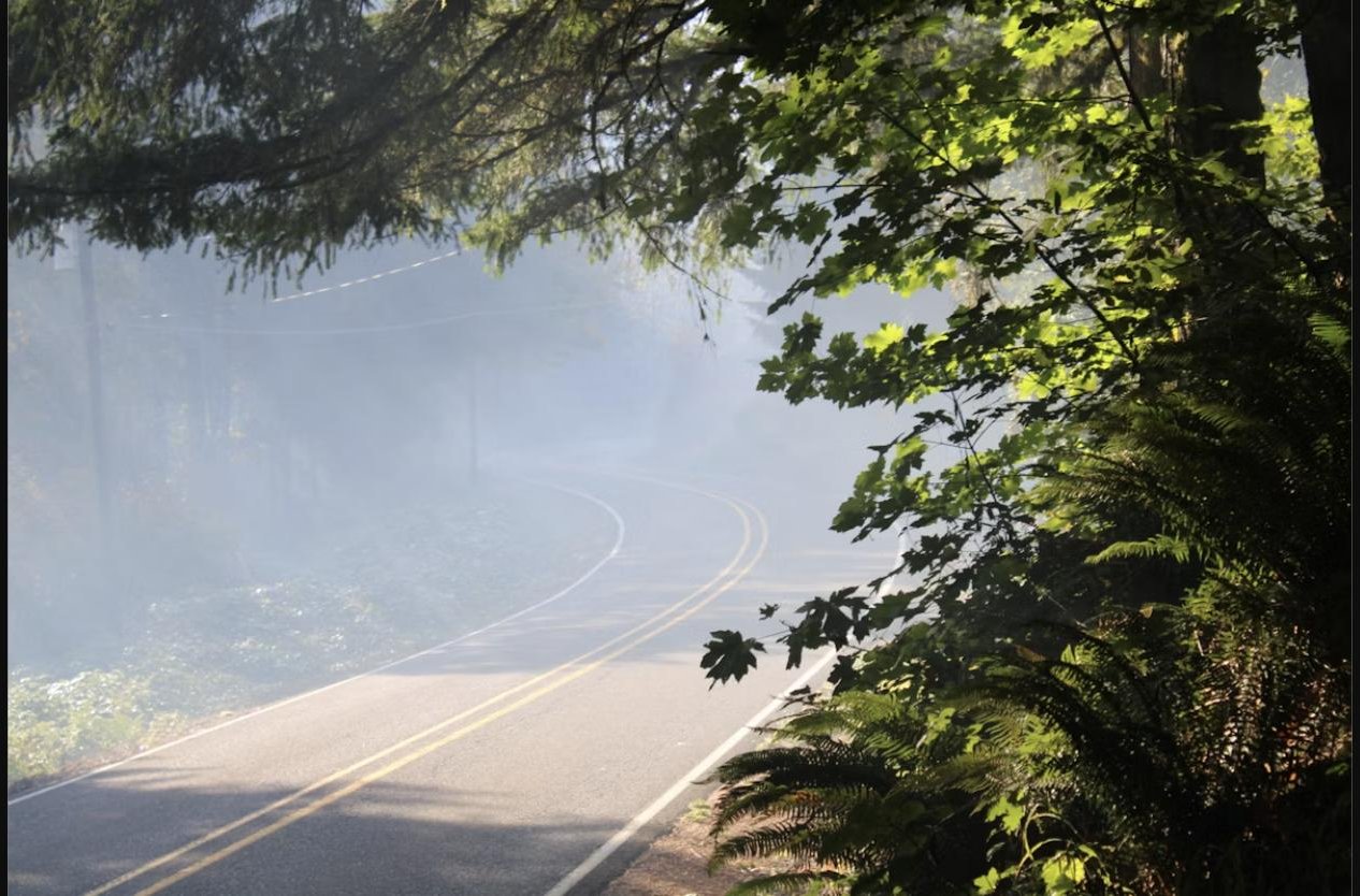 Misty forest road near Forks, Washington