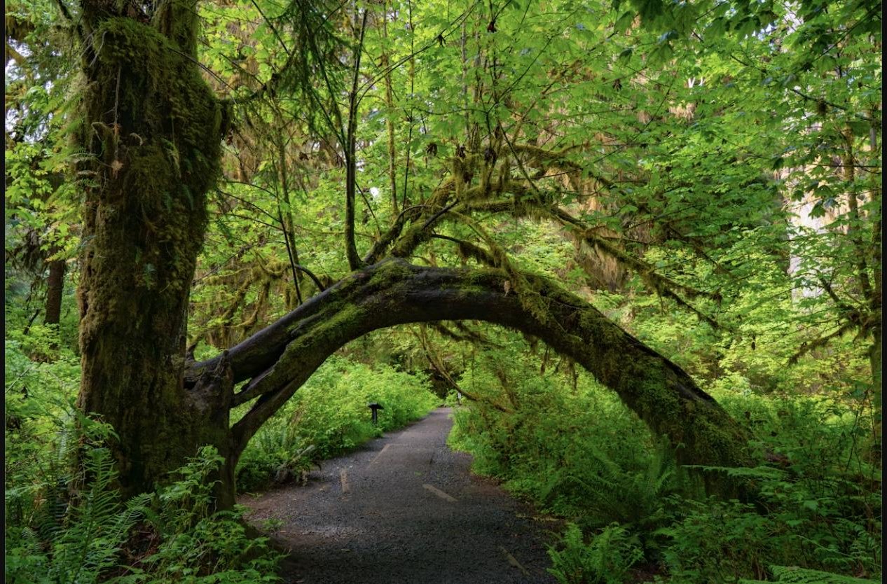 Moss-draped bigleaf maple trees along a trail in a Pacific Northwest temperate rainforest