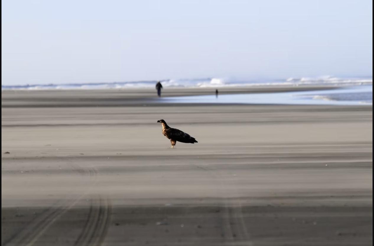 Wide sandy beach at Ocean Shores, Washington, with tire tracks in the sand