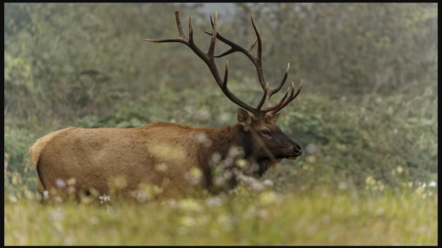 Roosevelt elk in a meadow near the Olympic National Park coast