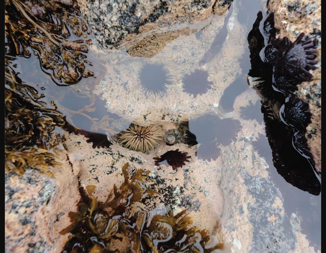 Sea urchins and anemones in a tide pool on the Washington coast